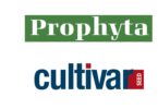 cultivar prophyta